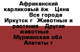 Африканский карликовый ёж › Цена ­ 6 000 - Все города, Иркутск г. Животные и растения » Другие животные   . Мурманская обл.,Апатиты г.